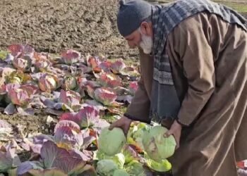 कोलेबिरा और बानो क्षेत्र में बढ़ रही सब्जी खेती, किसानों की आय बढ़ाने में मिल रहा नया सहारा