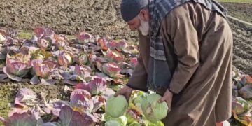 कोलेबिरा और बानो क्षेत्र में बढ़ रही सब्जी खेती, किसानों की आय बढ़ाने में मिल रहा नया सहारा