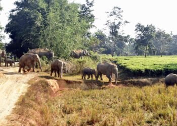 हाथियों की आवाजाही से कई गांवों में सतर्कता, वन विभाग ने जारी की सुरक्षा सलाह