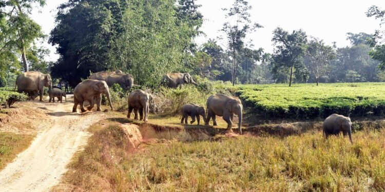 हाथियों की आवाजाही से कई गांवों में सतर्कता, वन विभाग ने जारी की सुरक्षा सलाह