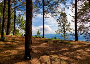 जंगलों में बढ़ती हरियाली और वन संरक्षण अभियान से पर्यावरण संतुलन बनाए रखने की कोशिश