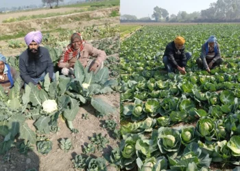 गिरिडीह जिले में कृषि और सब्जी उत्पादन में हो रही बढ़ोतरी, किसानों की आय बढ़ाने की दिशा में नए प्रयास