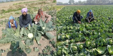 गिरिडीह जिले में कृषि और सब्जी उत्पादन में हो रही बढ़ोतरी, किसानों की आय बढ़ाने की दिशा में नए प्रयास