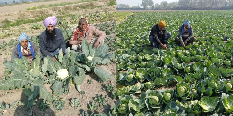 गिरिडीह जिले में कृषि और सब्जी उत्पादन में हो रही बढ़ोतरी, किसानों की आय बढ़ाने की दिशा में नए प्रयास