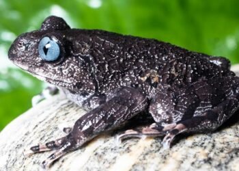 भारत में खोजी गई दो नई मेंढक प्रजातियाँ: वैज्ञानिकों के लिए बड़ी उपलब्धि