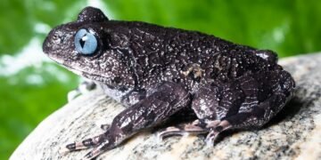 भारत में खोजी गई दो नई मेंढक प्रजातियाँ: वैज्ञानिकों के लिए बड़ी उपलब्धि