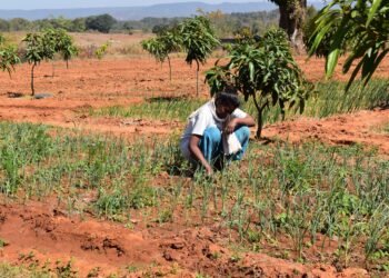 गुमला जिले में कृषि और लघु वनोपज से बढ़ रही ग्रामीण अर्थव्यवस्था, आदिवासी समुदाय को मिल रहे नए अवसर
