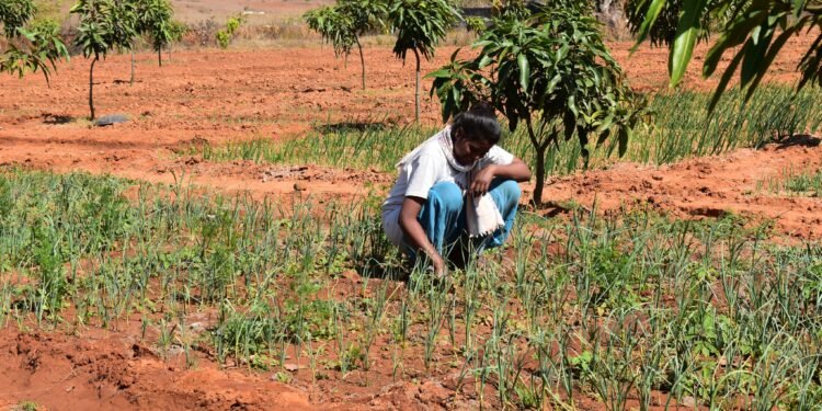 गुमला जिले में कृषि और लघु वनोपज से बढ़ रही ग्रामीण अर्थव्यवस्था, आदिवासी समुदाय को मिल रहे नए अवसर