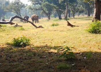 राष्ट्रीय उद्यान और वन क्षेत्रों के कारण प्रकृति पर्यटन की बढ़ती संभावनाएं, पर्यावरण संरक्षण पर भी दिया जा रहा जोर