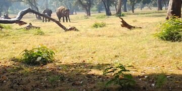 राष्ट्रीय उद्यान और वन क्षेत्रों के कारण प्रकृति पर्यटन की बढ़ती संभावनाएं, पर्यावरण संरक्षण पर भी दिया जा रहा जोर